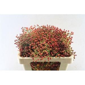 Rosa Fair Jewel Red