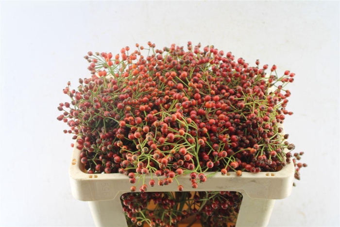 <h4>Rosa Fair Jewel Red</h4>