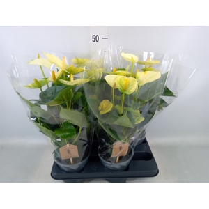 Anthurium andr. 'Vanilla'