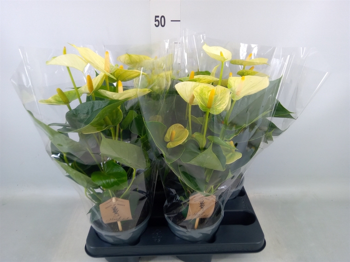 <h4>Anthurium andr. 'Vanilla'</h4>