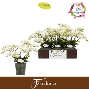 Phalaenopsis Multifloratypes overig wit