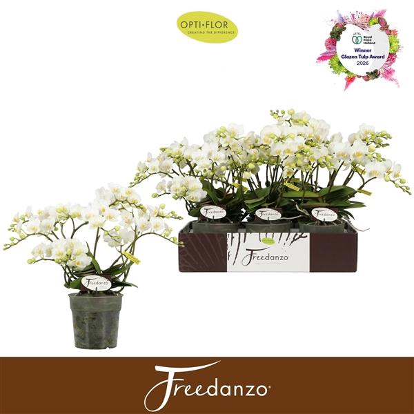 <h4>Phalaenopsis Multifloratypes overig wit</h4>