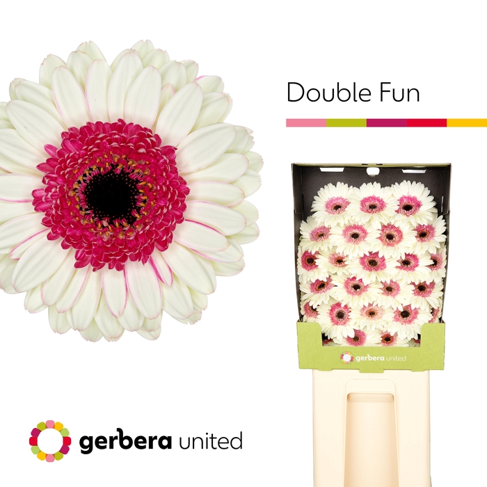 <h4>Ge Mi Double Fun</h4>