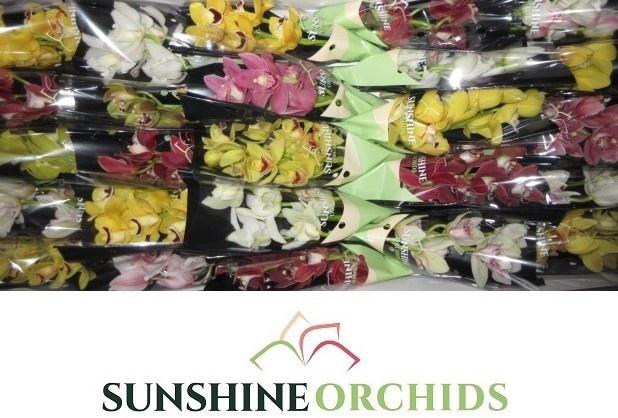 <h4>CYMB MI GEM</h4>