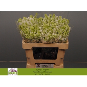 SYR V MME FL STEPMAN