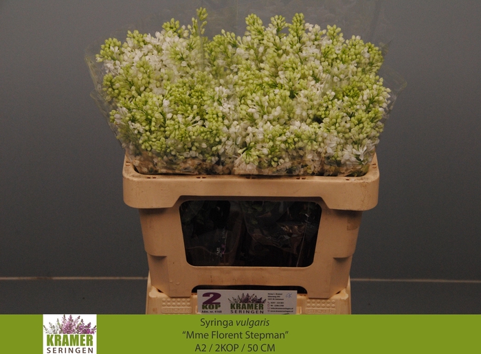 <h4>SYR V MME FL STEPMAN</h4>