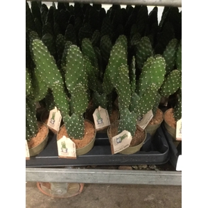 OPUNTIA