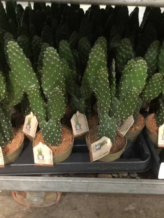 <h4>OPUNTIA</h4>