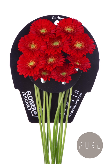 <h4>Germini Ketchup Flowerracket</h4>