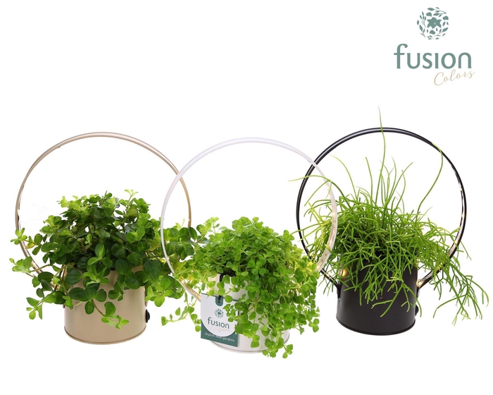 <h4>Planter zink met verlichting met Groene planten</h4>