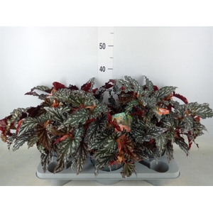 Begonia BD mac. 'Spotlight Dark'