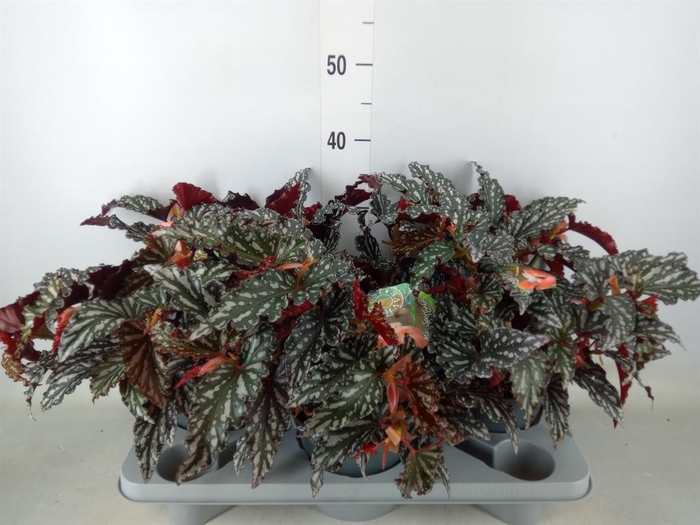 <h4>Begonia BD mac. 'Spotlight Dark'</h4>