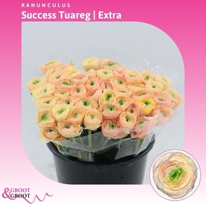 Ranunculus Success Tuareg | Extra