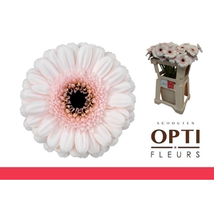 Germini Kokomo Water