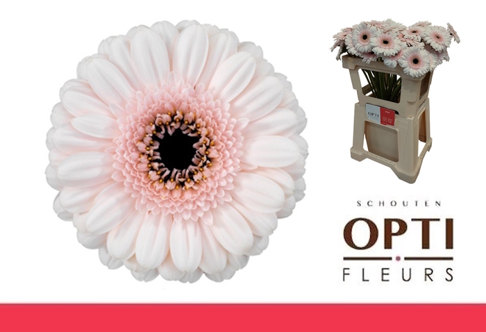 <h4>Germini Kokomo Water</h4>