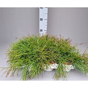 Rhipsalis clavata 'Easy Sweety'