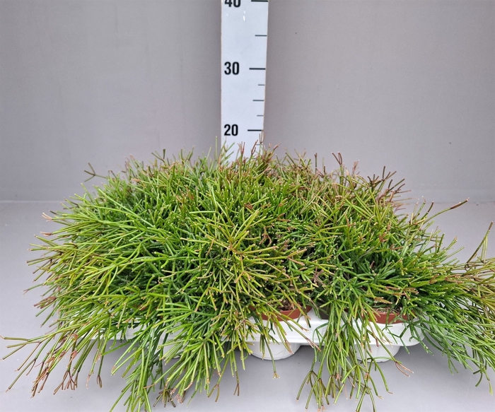 <h4>Rhipsalis clavata 'Easy Sweety'</h4>