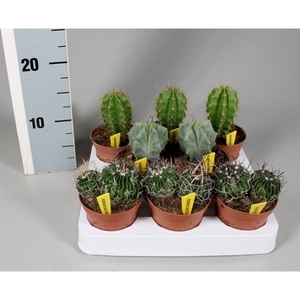 Cactus 8,5 cm luxe mix op rij met naametiket