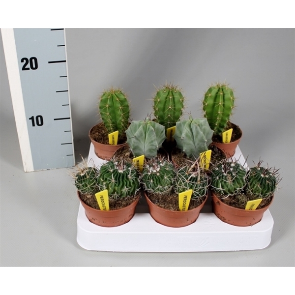 <h4>Cactus 8,5 cm luxe mix op rij met naametiket</h4>