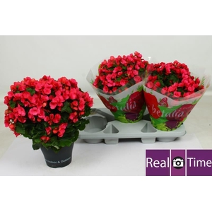 BEG EN BETULIA PINK