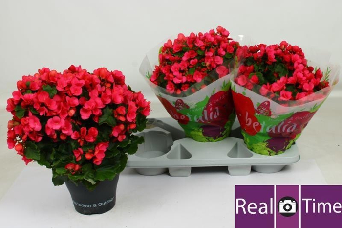<h4>BEG EN BETULIA PINK</h4>