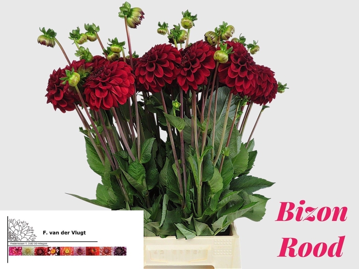 <h4>DAHL BIZON ROOD</h4>