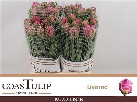 <h4>Tu Fr Du Livorno</h4>