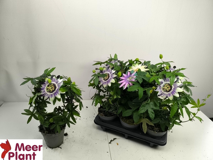 <h4>PASS CAERULEA</h4>