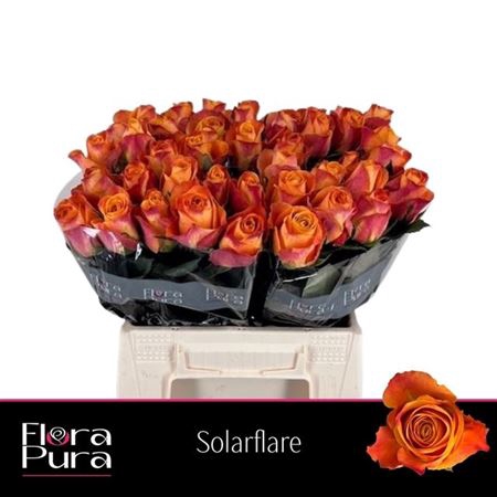 <h4>Rosa a grande fleur Sunflare</h4>