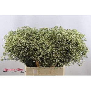 Limonium Pina Colada Beauty