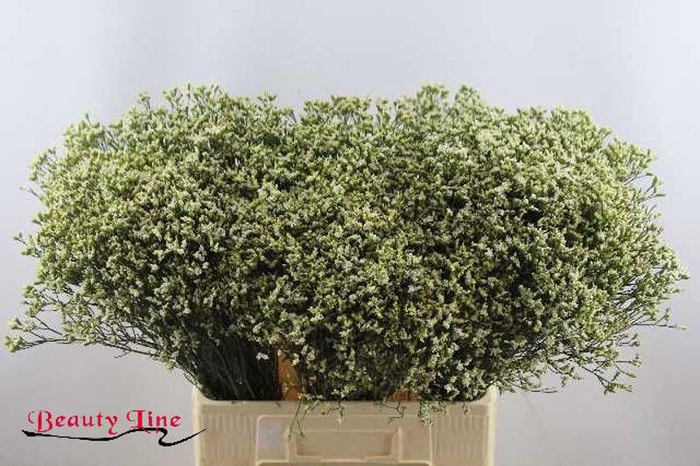 <h4>Limonium Pina Colada Beauty</h4>