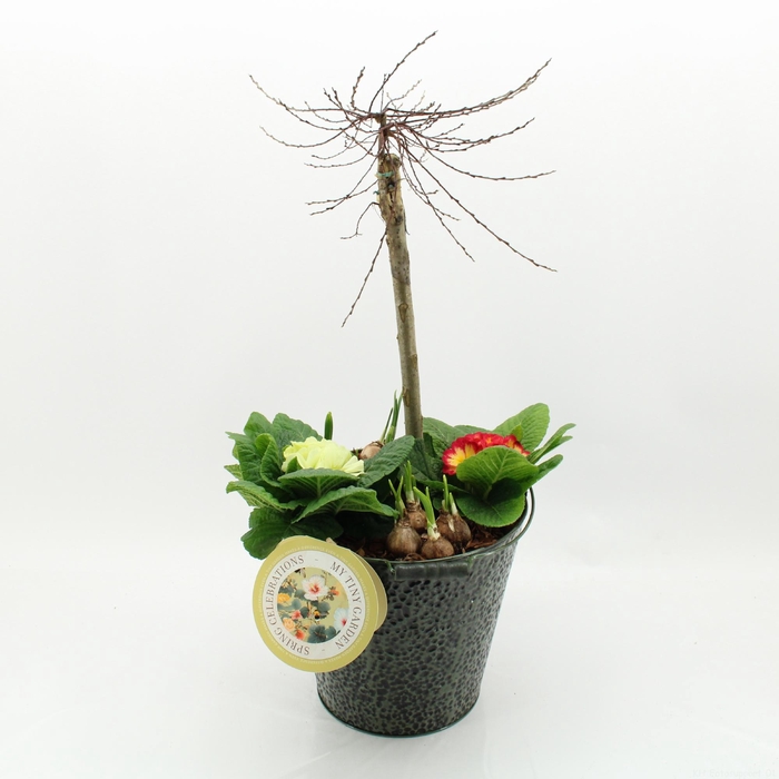 <h4>MTG-SA-05 My Tiny Garden Salix</h4>