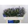 Aster Cassandra