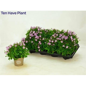 CAMPANULA PORTO PINK P11