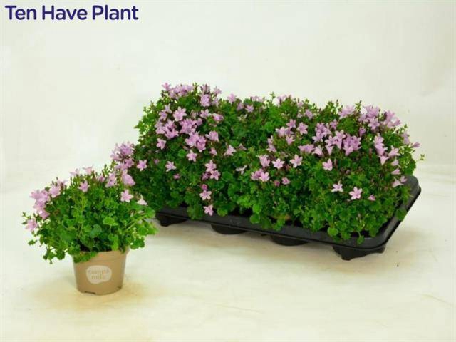 <h4>CAMPANULA PORTO PINK P11</h4>