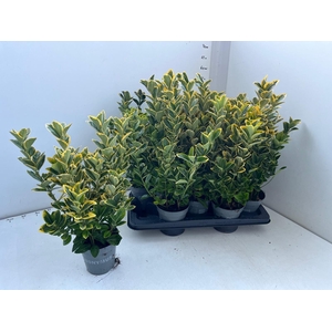 EUONYMUS JA AUREUS