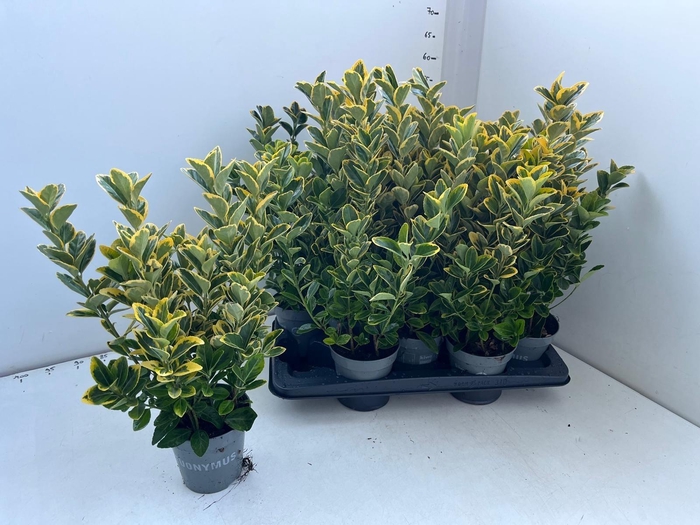 <h4>EUONYMUS JA AUREUS</h4>
