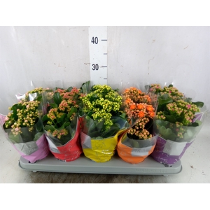 Kalanchoe blos. 'Perfecta'  ..mix 5