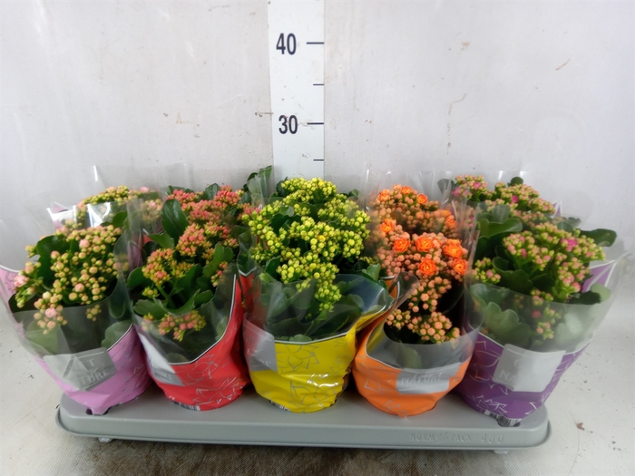 <h4>Kalanchoe blos. 'Perfecta'  ..mix 5</h4>