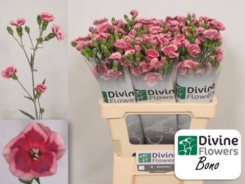 <h4>Dianthus TR 'Solomio Bono'</h4>
