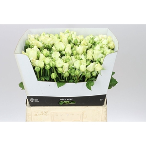Rosa Tr Freialnd White Ashley