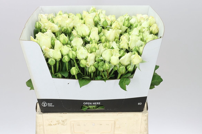 <h4>Rosa Tr Freialnd White Ashley</h4>
