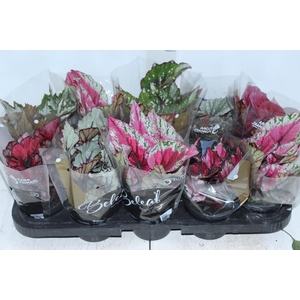 BEGONIA BELEAF P11 PO