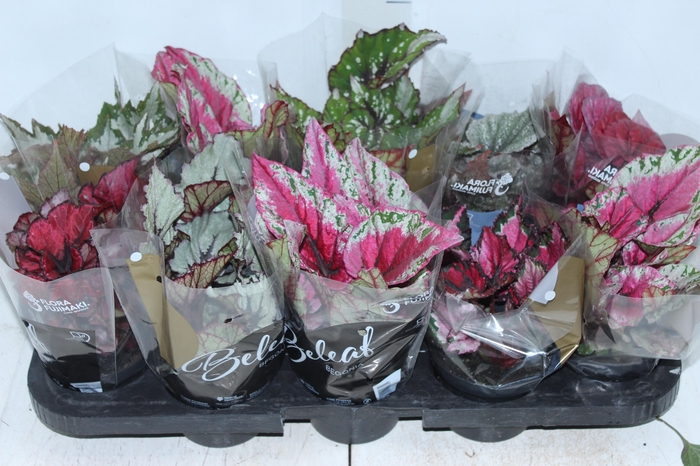 <h4>BEGONIA BELEAF P11 PO</h4>