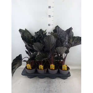 Alocasia   ...