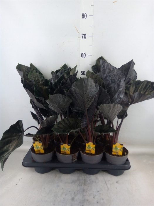 <h4>Alocasia   ...</h4>