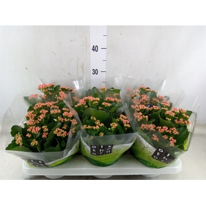 Kalanchoe blos. 'Davis Pink'