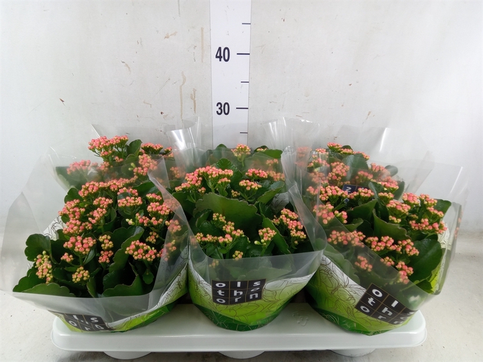<h4>Kalanchoe blos. 'Davis Pink'</h4>