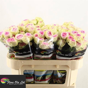 R Tr Gelato Flora Ola