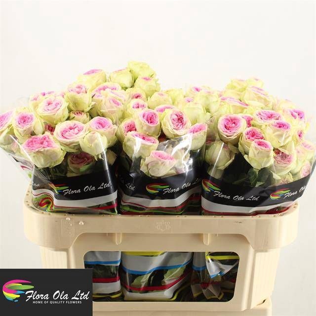 <h4>R Tr Gelato Flora Ola</h4>